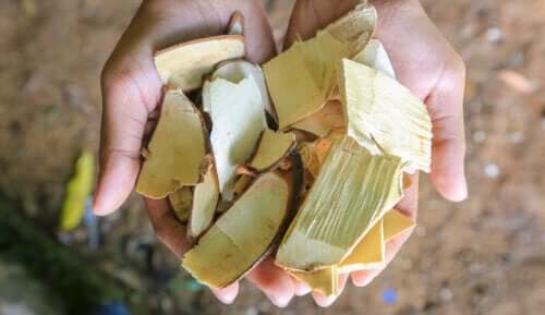 Qu'est-ce que le tongkat ali et quelle est son utilité ?