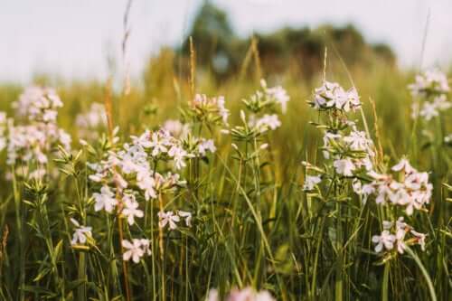 Saponaire : propriétés et usages médicinaux