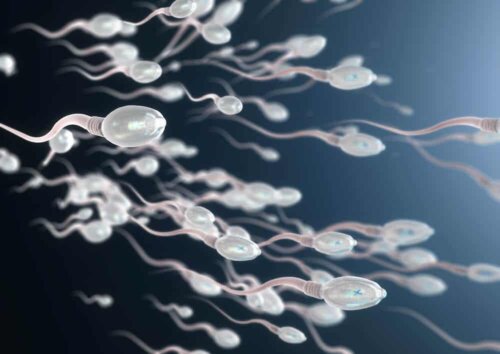 Des spermatozoïdes.
