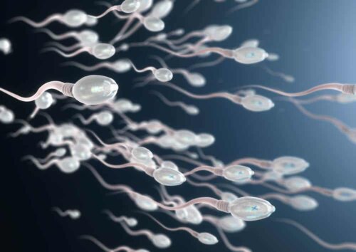 Des spermatozoïdes. 