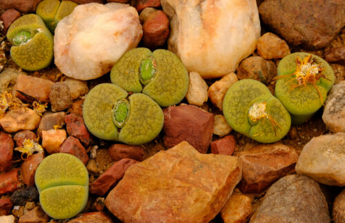 Des lithops.