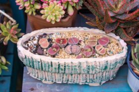 Pierres vivantes ou lithops : caractéristiques et entretien