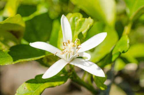 Les bienfaits de la fleur d'oranger.