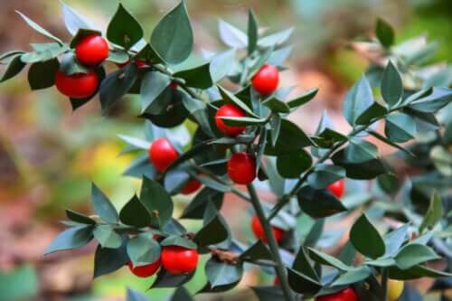 Ruscus : ingrédients actifs et avantages