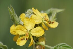 Senna occidentalis : une alternative au café ?