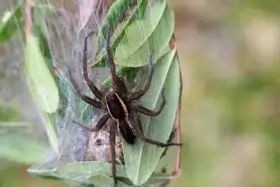 Arachnophobie : la peur irrationnelle des araignées