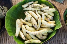 Arrow-root : origine, propriétés et usages