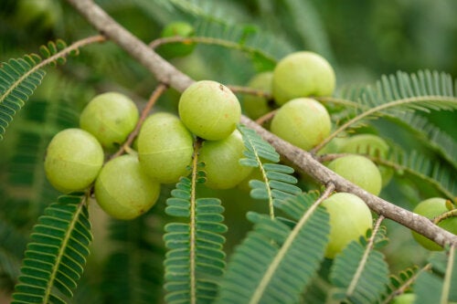 Amla : nutriments, utilisations et avantages