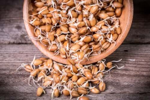Blé germé : bienfaits et consommation