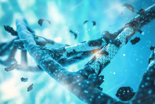 Structure d'un marqueur génétique.