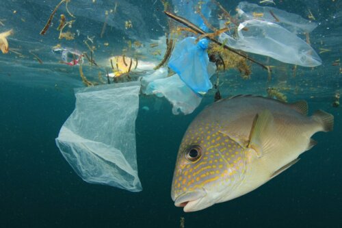 Les poissons cohabitent avec du plastique.