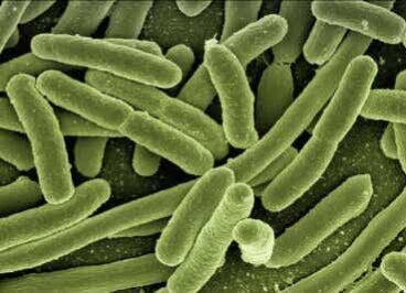 Les phages pour combattre la résistance aux antibiotiques