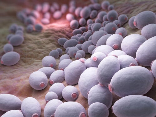 Candidose chez l'homme : symptômes, causes et traitement