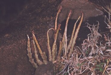 Caralluma fimbriata est-il efficace pour perdre du poids ?