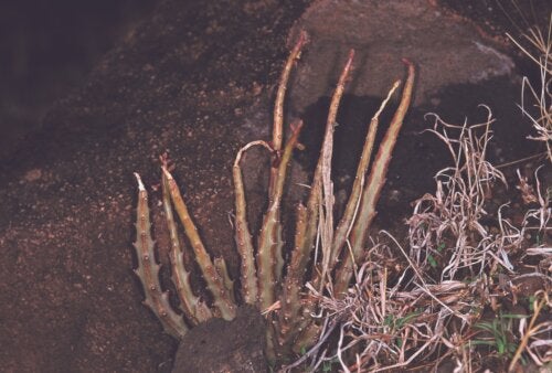 Caralluma fimbriata est-il efficace pour perdre du poids ?