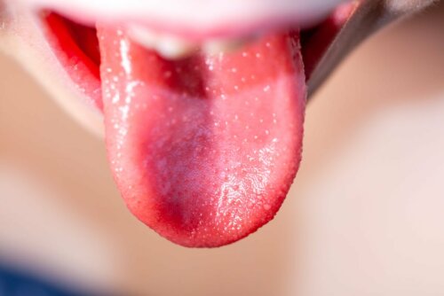 La langue rose.