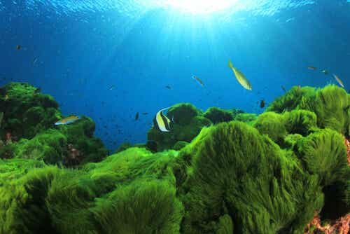 Quelques curiosités sur le plancton comestible