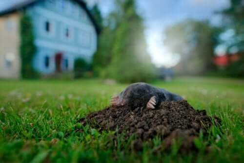 5 astuces pour éloigner les taupes du jardin