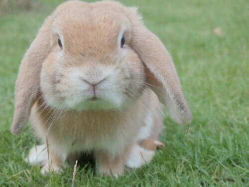 Le lapin comme animal de compagnie : les points à considérer