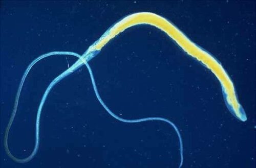 Un parasite.