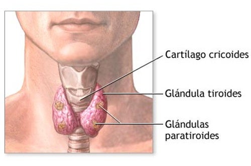 Comment traiter et améliorer la thyroïde naturellement