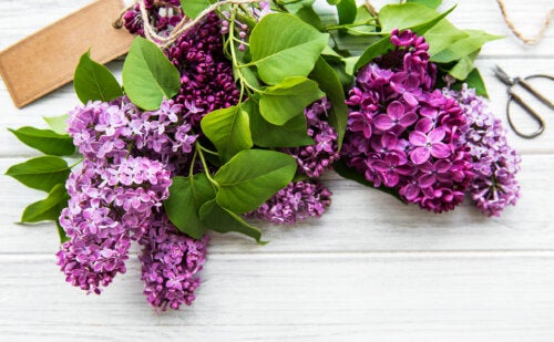 Que signifie la couleur lilas ?