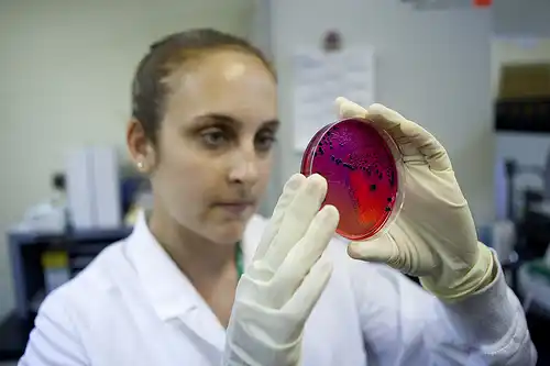 Bactéries analysées en laboratoire.