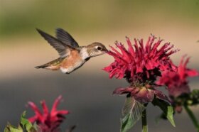 Les 16 meilleures plantes pour attirer les colibris dans votre jardin