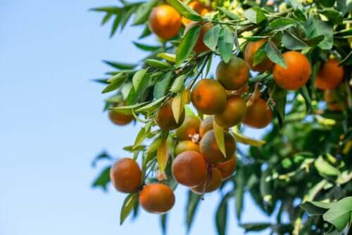 Que signifie la couleur orange ?