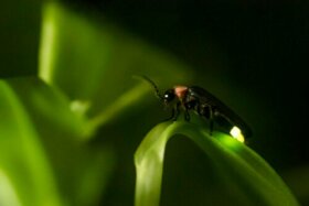 8 astuces pour attirer les lucioles dans votre jardin