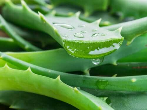 9 bienfaits de l'aloe vera pour votre santé