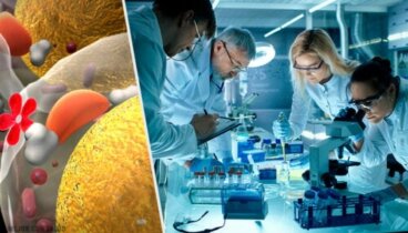 Les bactéries : de puissantes usines à insuline