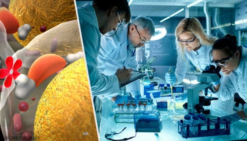 Les bactéries : de puissantes usines à insuline