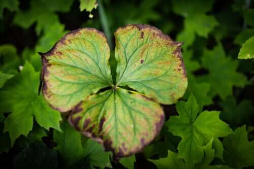 Pourquoi les feuilles de géranium jaunissent-elles ? Découvrez 8 solutions !