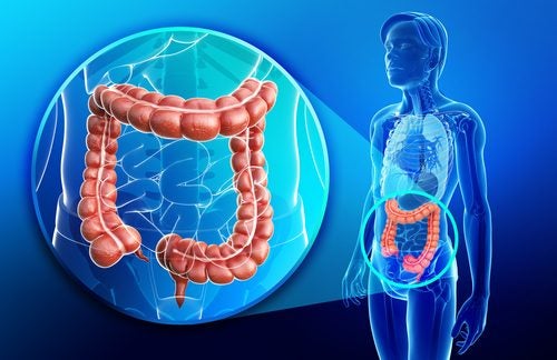 Gros intestin ou côlon : anatomie et caractéristiques