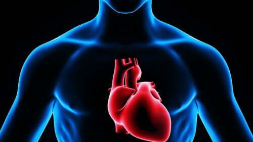 Ils découvrent comment régénérer le cœur après une crise cardiaque