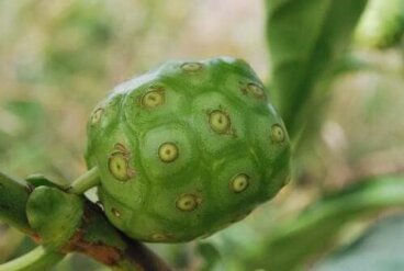 Jus de noni : caractéristiques et bienfaits pour la santé