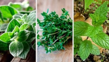 8 plantes aromatiques pour le jardin