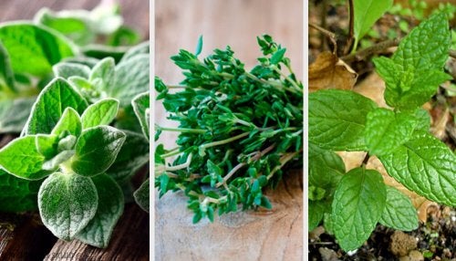 8 plantes aromatiques pour le jardin