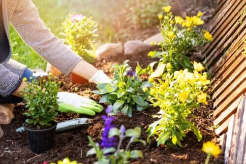 10 plantes envahissantes qui peuvent endommager votre jardin