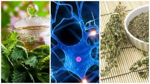 Les 7 meilleures plantes médicinales pour améliorer les performances mentales