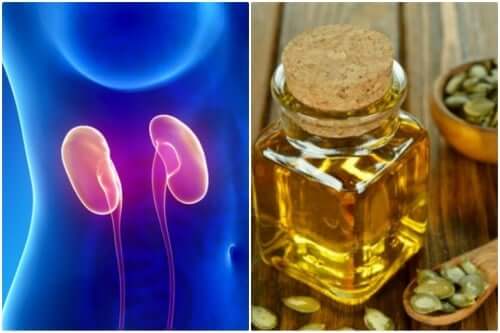 L'huile de graines de citrouille favorise la santé des reins