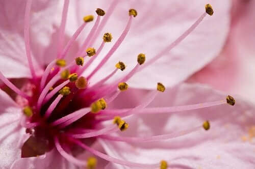 Les allergies : types, symptômes et causes