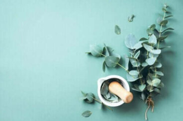 Eucalyptus : de grands bienfaits accessibles à tous