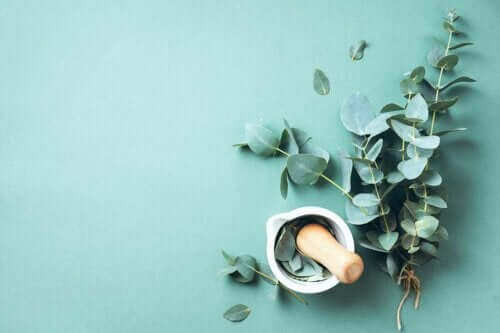 Eucalyptus : de grands bienfaits accessibles à tous