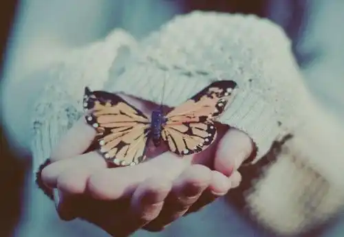 Un papillon dans des mains.