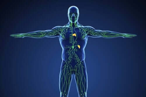 Comment prendre soin du système lymphatique ?