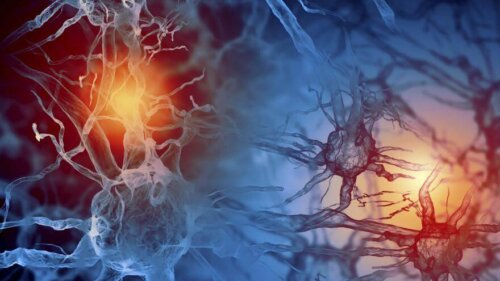 Hormones et rétroaction négative.