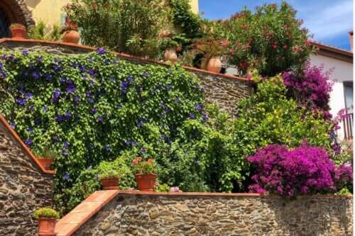 Les 5 meilleures plantes pour tapisser un jardin