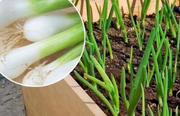 Comment faire pousser de la ciboulette chez soi ?